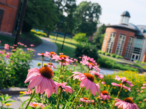 Closeup of a bee resting on pink flowers, Blanchard Community Center in background.