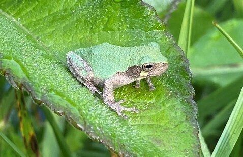 A tree frog on a leaf