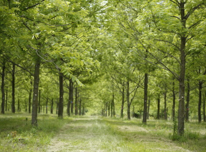 Featured image for    Agroforestry Symposium: Growing Opportunities in Emerging Tree Crop Industries