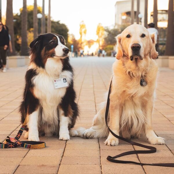 Take a break, pet a dog