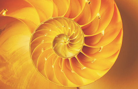 Orange nautilus image