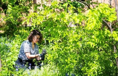 Student worker Emma M. tends to a native bed full of lush greenery