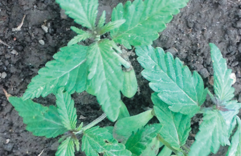 industrial hemp plants