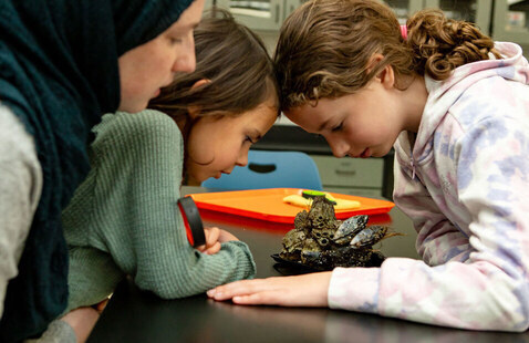 Two children and one adult peer at a cluster of shells.