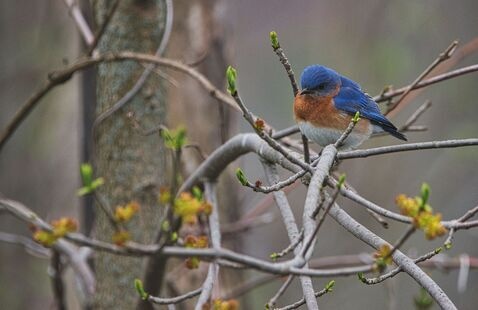 Image of Bluebird Box Building Workshop 