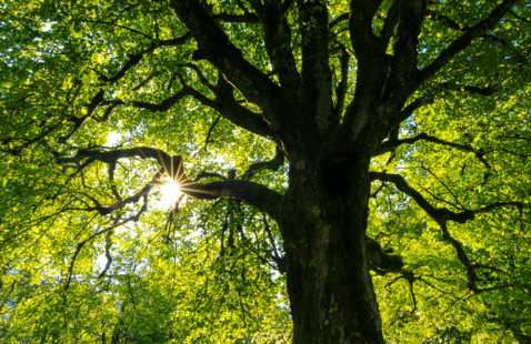 Photograph of trees.