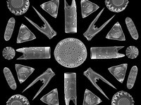 Event image for Biology Seminar Series - Dr. Andrew Alverson, University of Arkansas