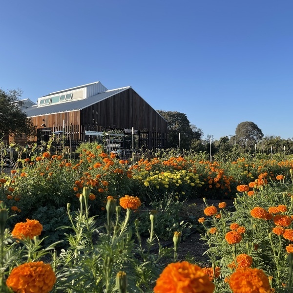 Image of Volunteering at Stanford Educational Farm - Weekday