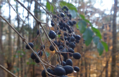 Chinese Privet (Ligustrum sinense) berries and leaves photographed by J. Brown at Eno River State Park