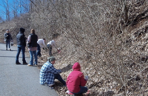 Image of NC the Beautiful: Invasive Species Awareness Week Workday