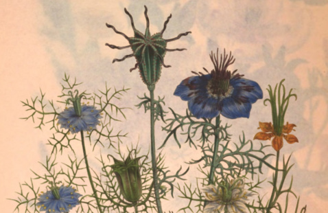 Image of botanical illustrations on a tan background