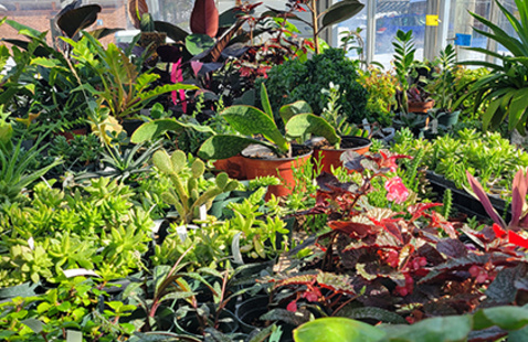 Image of Cornell Botanic Gardens Plant Sale