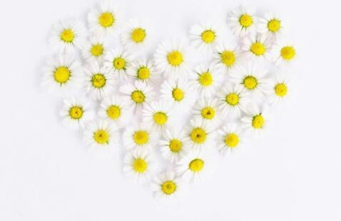 White and yellow flowers in heart form