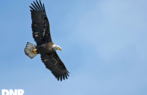 A bald eagle flies over head