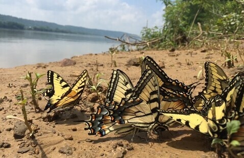 Butterflies on Blue River bank