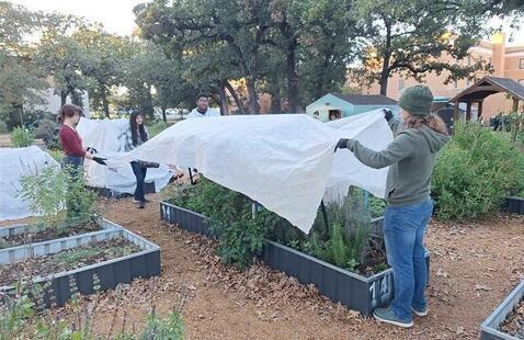 Students covering a community garden plot with a frost cloth to protect the plants.