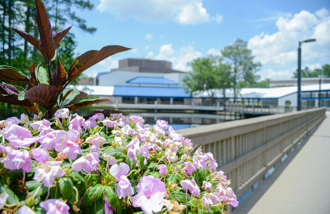Pink flowers in front of UNF walkway