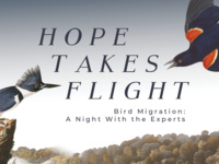 Event image for Hope Takes Flight: a Night With the Experts on Bird Migration