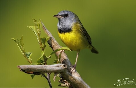 Mourning warbler picture taken by Bruce Dudeck.