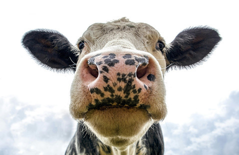 closeup of a cow