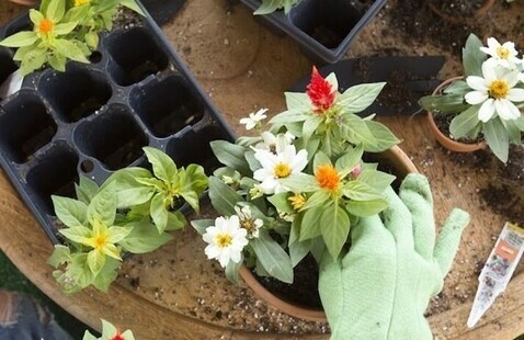 Repotting Plants