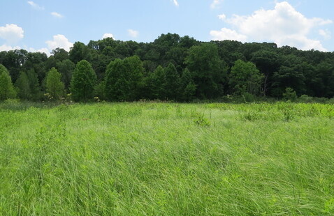 A grassy landscape in front of a lush, green treeline