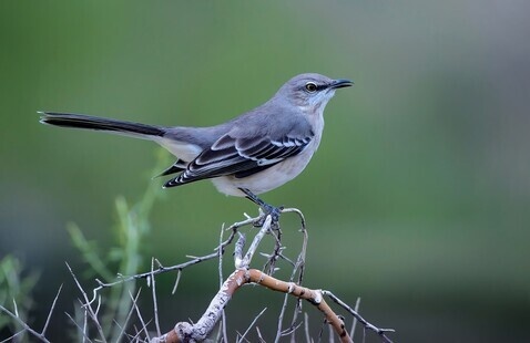 bird in branches 