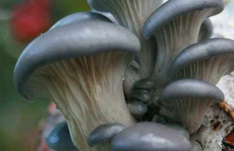 Image of Oyster Mushroom Workshop