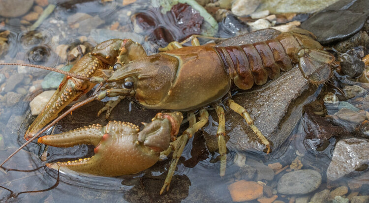 Crayfishing