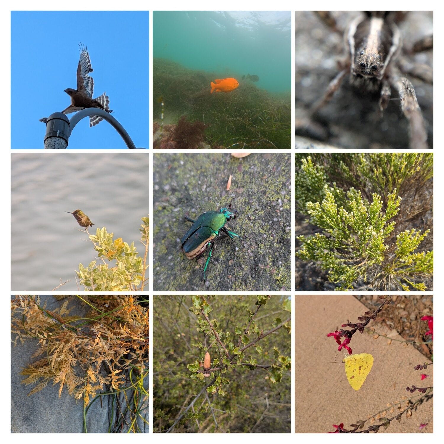 A collage of plants and animals