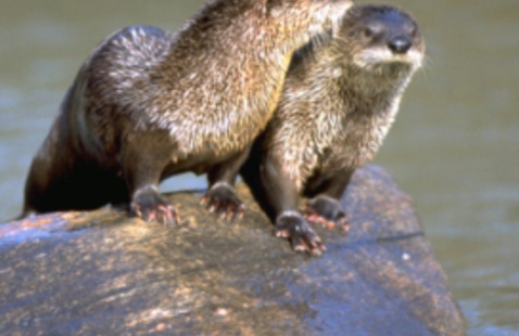 river otters