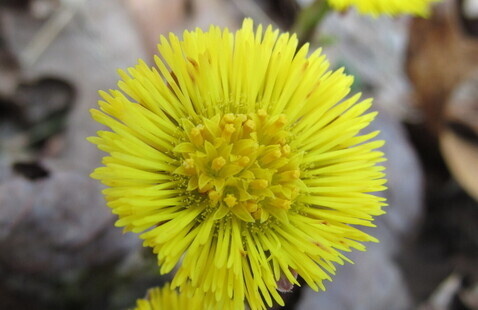 Image of What's That? Tips, Tricks and Tech for Identification