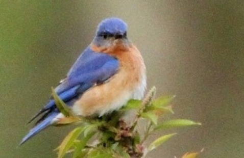 Image of Bird Nest Box Monitor Volunteer Info Session