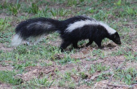 striped skunk foraging in the grass