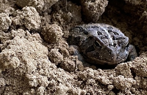 toad resting in a sandy burrow