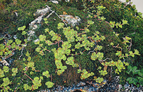 Serigraph titled Stonecrop by Kathy McGhee, 14-by-20-inch print from 2019, featuring a detailed botanical composition inspired by the stonecrop plant