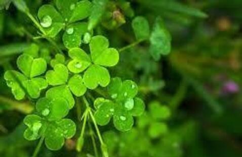 Shamrocks