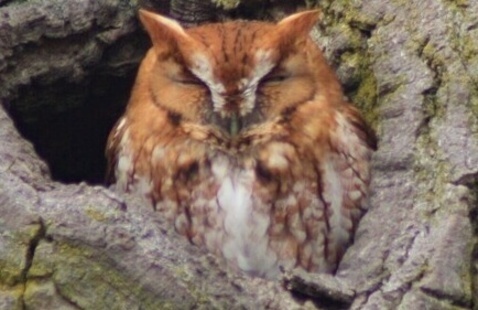 Image of Virtual:  Natural Wonders of Presque Isle