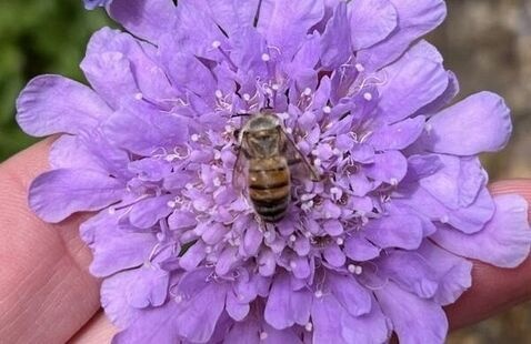 Bee on purple flower