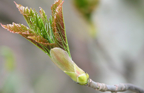 Image of Budburst: Tracking Blooms and More for Science!