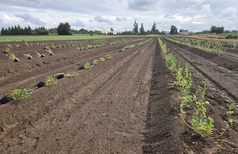 New Blueberry Planting