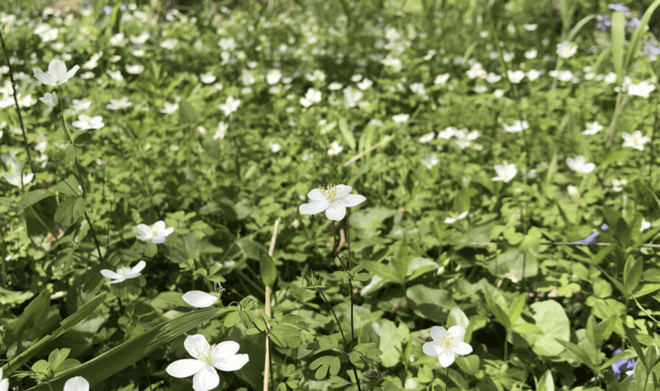 spring beauty flowers at Silvoor Sanctuary