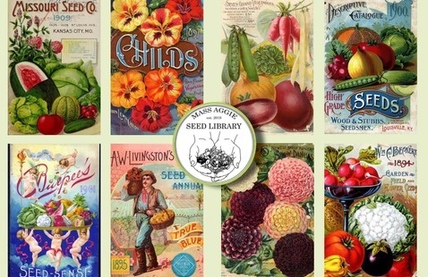 Mass Aggie Seed Library postcards