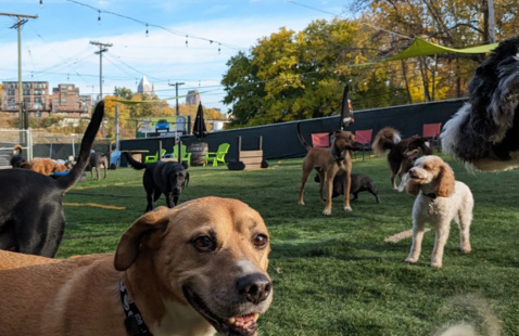 Dogs playing at Taps & Tails