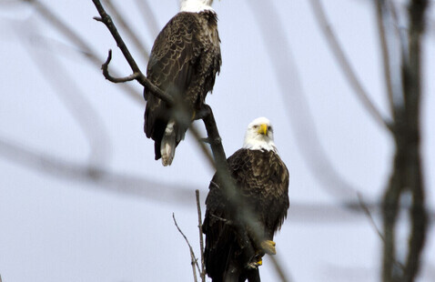 Image of Eagles-Masters of the Sky	
