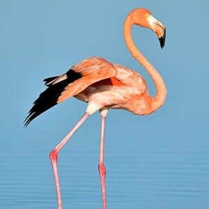 Popsicle Stick Flamingos