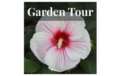 white flower with pink center on bed of green leaves