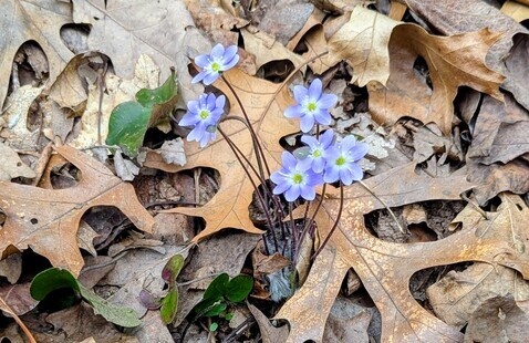 Hepatica in bloom