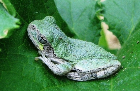 A Gray Treefrog on a green leaf