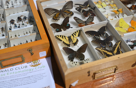 Butterfly and other insect specimens